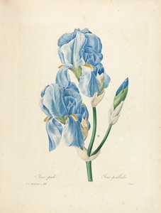 Iris Pallida, gravert av Victor, fra 